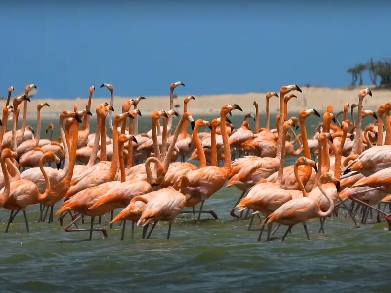 Guajira