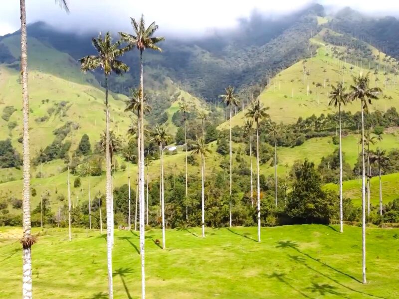 Valle de Cocora and Salento