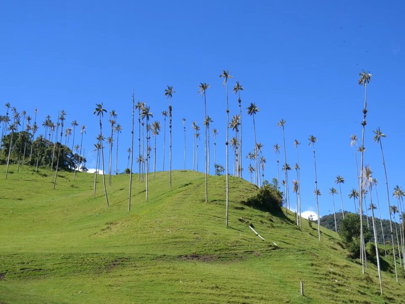 Valle de Cocora and Salento