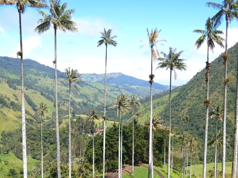 Valle de Cocora and Salento