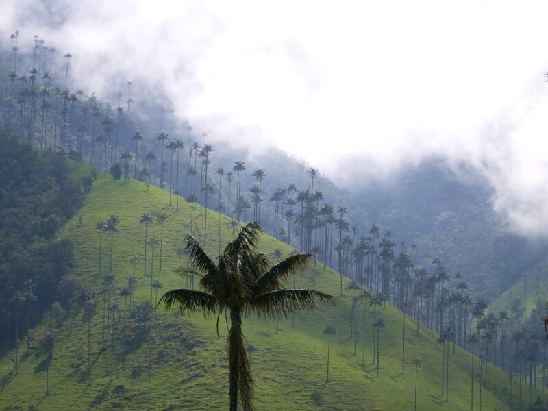 Valle de Cocora and Salento